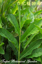 高良薑，葉子的圖片