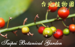 山月桃仔，果實的圖片