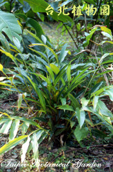 山月桃仔，葉子的圖片