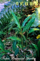 山月桃仔，葉子與莖的圖片