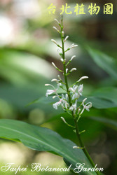 山月桃仔，花朵的圖片