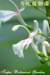 山月桃仔，花朵的圖片