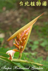 屈尺月桃，花朵的圖片