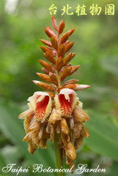 屈尺月桃，花朵的圖片