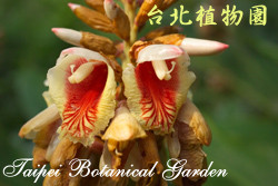 屈尺月桃，花朵的圖片