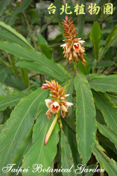 屈尺月桃，花朵與葉子的圖片