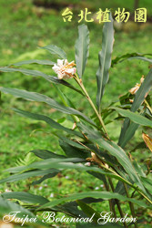 島田氏月桃，葉子與花的圖片