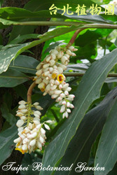 屯鹿月桃，花朵與葉子的圖片