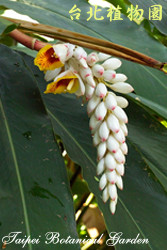 屯鹿月桃，花朵的圖片