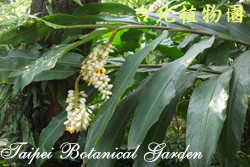 屯鹿月桃，葉子與花的圖片