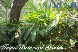 屯鹿月桃，葉子的圖片