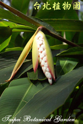 屯鹿月桃，果實的圖片