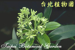 黑板樹，花朵與葉子的圖片