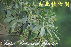 黑板樹，花朵與葉子的圖片