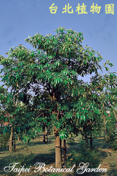 黑板樹，樹木的圖片