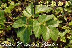 濱當歸，葉子的圖片