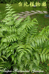 過溝菜蕨，一叢的圖片