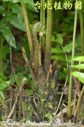 過溝菜蕨，根部的圖片