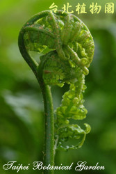 過溝菜蕨，初生的幼葉