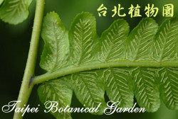 過溝菜蕨，葉子的圖片