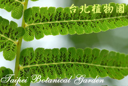 過溝菜蕨，葉背面的圖片(可見孢子囊群)