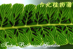 過溝菜蕨，孢子囊群的圖片