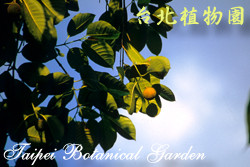 卡鄧伯木，葉子的圖片