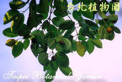 卡鄧伯木，葉子的圖片