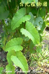 珊瑚藤，葉子的圖片