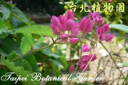 珊瑚藤，花朵的圖片