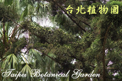 肯氏南洋杉，葉子的圖片