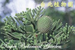 肯氏南洋杉，雌花的照片