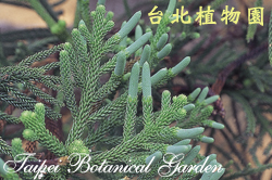 肯氏南洋杉，雄花的照片