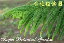 小葉南洋杉，葉子末端的圖片(由測面拍攝)