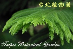 小葉南洋杉，葉子末端的圖片(由末端拍攝)