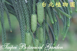 小葉南洋杉，雄花的照片