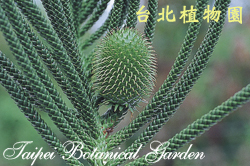 小葉南洋杉，雌花的照片