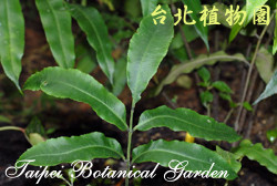 臺灣原始觀音座蓮，葉子的圖片