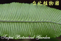 臺灣原始觀音座蓮，葉背面的圖片