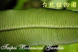 伊藤氏原始觀音座蓮，葉脈的圖片