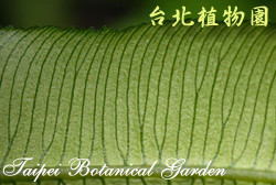 伊藤氏原始觀音座蓮，葉脈的圖片(放大版)