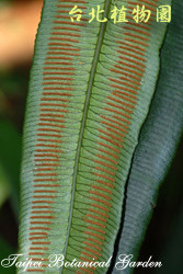 伊藤氏原始觀音座蓮，孢子囊的圖片(直看)