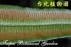 伊藤氏原始觀音座蓮，孢子囊的圖片(橫看)