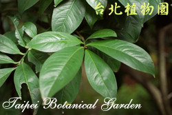 大葉春不老，葉子的圖片