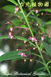 大葉春不老，花朵的圖片