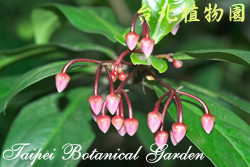 大葉春不老，花朵的圖片