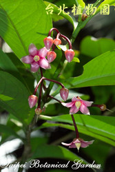 大葉春不老，花朵的圖片