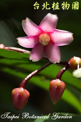 大葉春不老，花朵的圖片