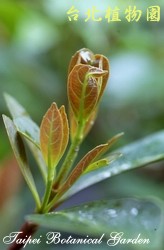 春不老，葉子的圖片