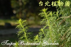 茵陳蒿，莖的圖片